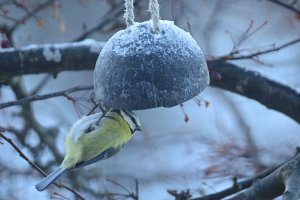 Blue Tit eating Xmas treats