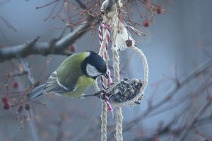 Great Tit finishing off a Christmas treat
