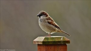 House Sparrow.  ( Male )