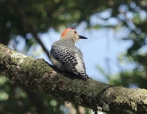 Red-crowned Woodpecker