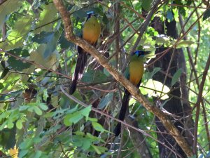 Amazonian Motmot pair