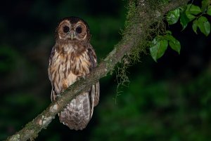 Mottled Owl