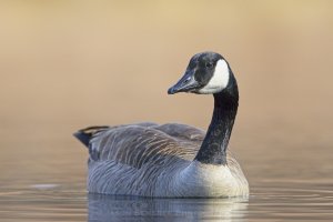 Canada goose 01.jpg