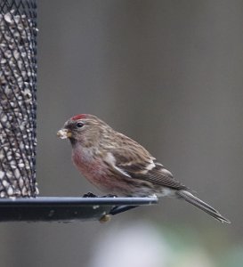 Lesser Redpoll - Midlands UK