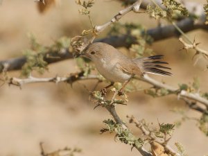 Menetries's warbler