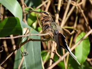 Planalto Hermit