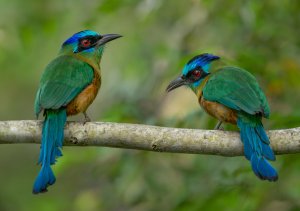 Amazonian Motmot