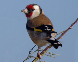 European Goldfinch