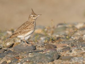 Crested Lark