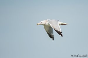 Herring Gull