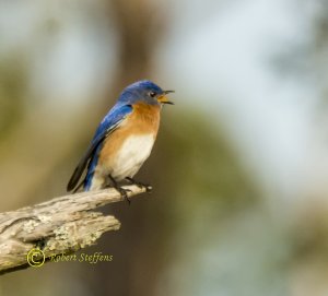 Eastern Bluebird