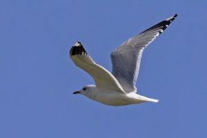 Common Gull