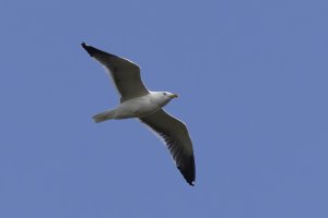 Herring Gull