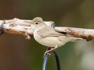 reed warbler