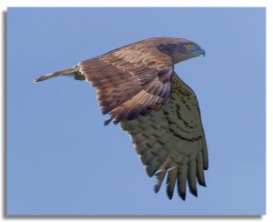 Short-toed Snake-Eagle