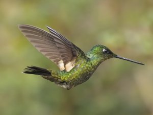 Buff-winged Starfrontlet