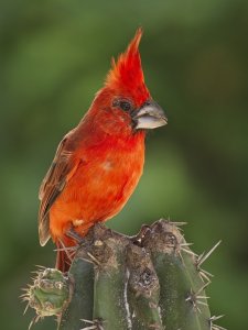 Vermilion Cardinal