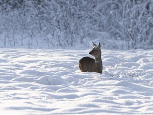 Deer in winter