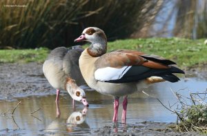 Egyptian Geese 0409.jpg