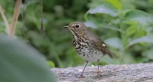 Swainson's Thrush