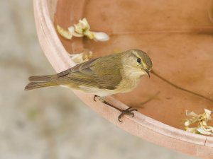 chiffchaff