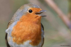 Robin 0687.jpg