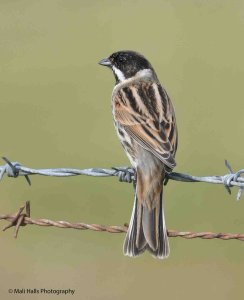 Reed Bunting 0437.jpg