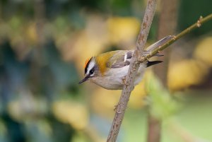 firecrest N3227723