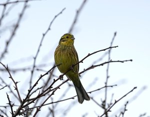 Yellowhammer