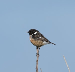 Stonechat