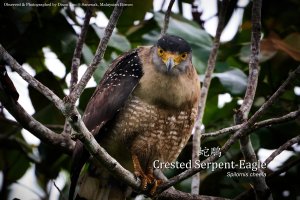 The staring of Crested Serpent-Eagle, Borneo