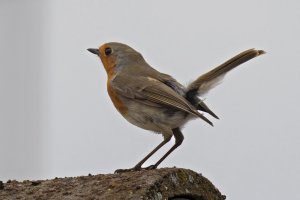 Robin