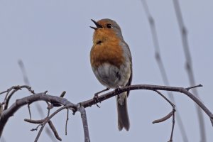 Robin