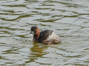 Little Grebe