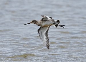 Black Tailed Godwit