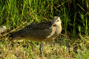 Whimbrel