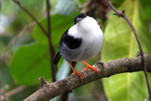 White - bearded Manakin (male)