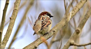 House Sparrow.   ( Male )