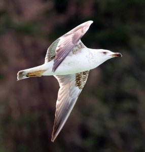 Yellow-legged Gull