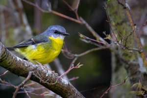 Eastern Yellow Robin