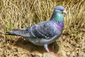 Rock Dove