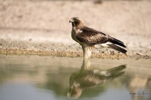 Booted eagle