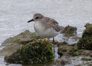 Black-bellied Plover