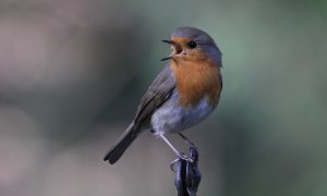 European robin