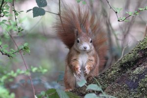 Eurasian red squirrel