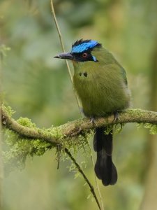 Andean Motmot