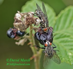 Flesh Flies