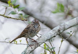 Lincoln's Sparrow