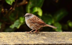 Dunnock