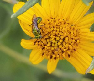 Small Carpenter Bee